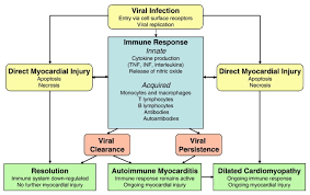 Acute myocarditis is an inflammatory disease of the heart muscle that may progress to dilated cardiomyopathy and chronic heart failure. Myocarditis Abstract Europe Pmc
