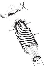 Image result for Dark Harvest Gold 1983 Fedders