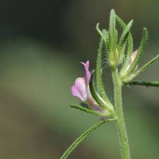 Image result for Misopates