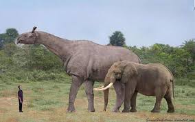 One Of The Biggest Terrestrial Herbivore Paraceratherium Paraceratherium Compared To A Human Being And An Elep Prehistoric Animals Extinct Animals Mammals