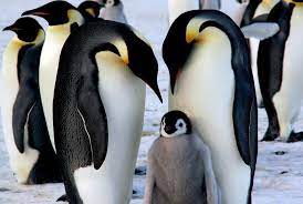 Penguins come to the colonies with. One Of Antarctica S Largest Emperor Penguin Colonies Has Suffered Three Years Of Catastrophic Breeding Failures Smart News Smithsonian Magazine
