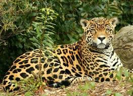 Endangered Animals In The Rainforest Rainforest Animals Jaguar Animal Endangered Animals