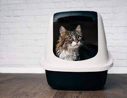 She had a bad case of ear infections my kitty is 12 years old and was diagnosed with inflammatory bowel disease about five years ago. Ibd In Cats What You Need To Know Hill S Pet