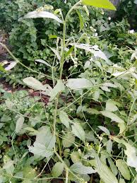 Image result for Caperonia