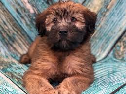 They are steadily gaining in popularity in the united states. Soft Coated Wheaten Terrier Puppies Petland Bradenton