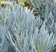 Usually grown as a the cuttings quickly root, allowing you to propagate more plants that are ready to bloom in time for the easter cactus usually roots well without the aid of a rooting hormone, but you can use one to speed. Senecio Mandraliscae Aka Kleinia Mandraliscae Blue Chalk Sticks Blue Chalk Fingers Cactus Succulents Hardy To 30 D Types Of Succulents Plants Succulents