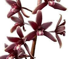 Image result for Habenaria petitiana