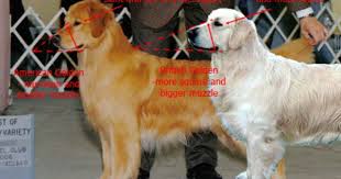 Wi English Imported Akc Registered Golden Retrievers Puppies Il English Golden Retrievers Golden Retriever Breed American Golden Retriever