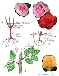 Roses Planting Pruning And General Care Planting Roses Rose Plant Care Roses Garden Care