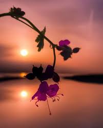 One And Only One Beautiful Flowers Wallpapers Beautiful Nature Wallpaper Flowers Photography