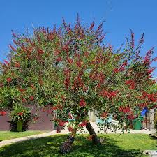 Image result for Erythrina × coddii