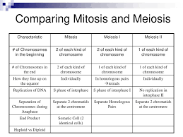 Learn vocabulary, terms and more with flashcards, games and other study tools. Comparison Of Mitosis And Meiosis Quizlet