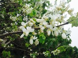 Image result for Faurea discolor