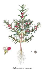 Image result for Lythraceae