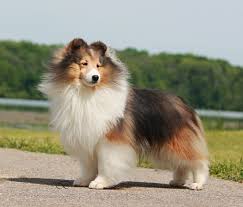 Look at pictures of sheltie, shetland sheepdog puppies who need a home. Sheltie Puppies For Sale Cheap Online