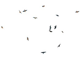 Download in png and use the icons in websites, powerpoint, word, keynote and all common apps. Download Flying Bird Image Hq Png Image In Different Resolution Freepngimg
