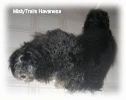 Oct 18, 2021 · building negative capability to unlock hidden potential. Breeding Dogs The Tie