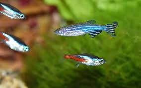 Maybe you would like to learn more about one of these? Neon Tetra And Zebra Danio Can They Live Together Aquariumnexus