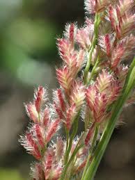 Image result for Eragrostis ciliaris