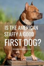 Is The American Staffordshire Terrier A Good First Dog Dog Breeds Faq American Staffordshire Terrier Dog Breeds Staffordshire Terrier