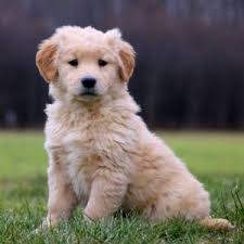 Find the perfect golden retriever puppy for sale in texas, tx at puppyfind.com. Golden Retriever Puppies For Sale Greenfield Puppies