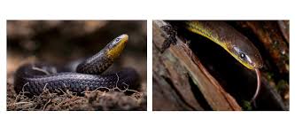 Image result for Atractus zgap