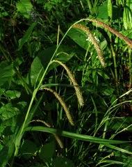Image result for Carex bequaertii