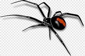 Web black spider spider web widow black web black widow black spider widow spider widow web element background button symbol icon vector background decoration template halloween blue white decorative shiny web design decor icons horror elements banner sign website dark web button. Redback Spider Southern Black Widow Red Spiders S Black Widow Spider Web Scalable Vector Graphics Png Pngwing