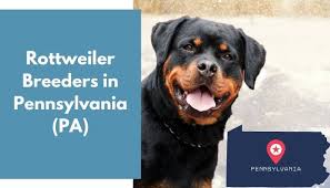 We have proudly provided u.s homes with cute and healthy. 17 Rottweiler Breeders In Pennsylvania Pa Rottweiler Puppies For Sale Animalfate