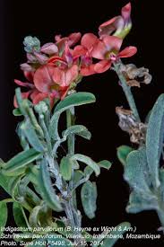 Image result for Indigastrum parviflorum