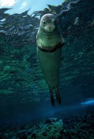 The Most Adorable Native Animal In Every State In 2020 Animals Pet Life Hawaiian Monk Seal