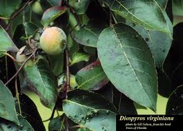 Image result for Diospyros