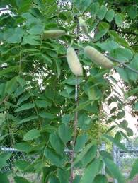 In defense of plants, a website that looks at different types of plants and trees, explains why it is so confusing: 19 Gymnocladus Kentucky Coffee Tree Ideas Kentucky Coffee Tree Coffee Tree Tree