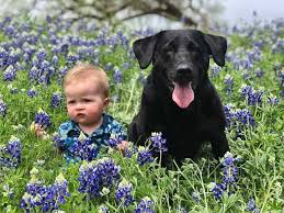 15 Things You Should Know About The Black Lab | Your Dog Advisor