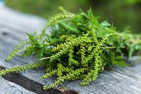 Maybe you would like to learn more about one of these? 5 Most Common Causes Of Fall Allergies What Can Help Womenworking