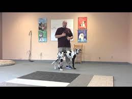 Electronic training collars, or remote training collars, have been around a long time. How To Use An Electric Collar To Train A Dog To Come When Called Youtube
