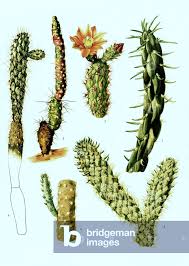 Image result for Opuntia imbricata