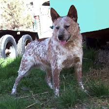 6 Heeler Colors Miniature Heeler History And Info