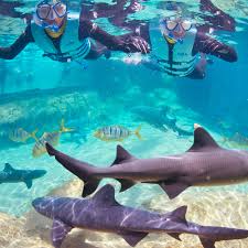 Shark Week in Orlando: Encounter sharks (without the bite)