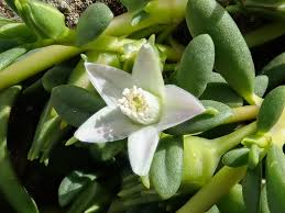 Image result for Sesuvium hydaspicum