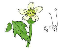 Image result for Tridax