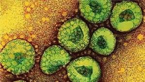 Resultado de imagem para corona virus