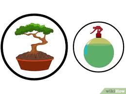They can be small, or very small in sizes. How To Repot Bonsai Trees 6 Steps With Pictures Wikihow