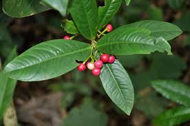 Image result for Ardisia staudtii