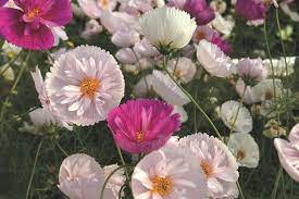 Old Favorite Flowers With A New Twist To Grow For 2018 Flower Seeds Cosmos Flowers Flower Landscape