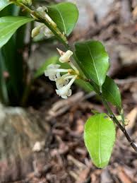Image result for Rinorea angustifolia