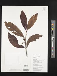 Image result for Aidia micrantha