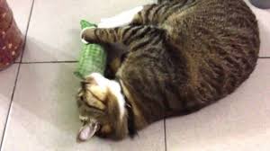 Nsfw posts are allowed, but must be. Cat Gets High Again On Silver Vine Youtube