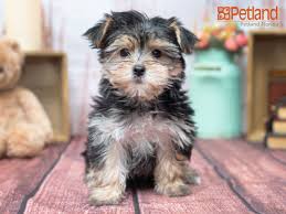 All have been dewormed 3 times, vet checked with first set of vaccines, and microchipped. Petland Florida Has Morkie Puppies For Sale Check Out All Our Available Puppies Morkie Puppy Doglov Morkie Puppies Morkie Puppies For Sale Puppy Friends