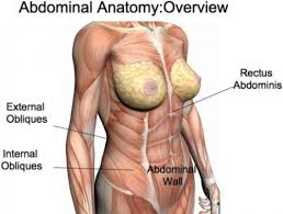 This is an illustration of the female abdominal cavity depicting major organs in situs like the liver, stomach and large intestine. Abdominal Pictures Anatomy Anatomy Drawing Diagram